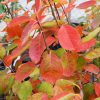 Serviceberry Autumn Brilliance #7 Tree Form - Image 2